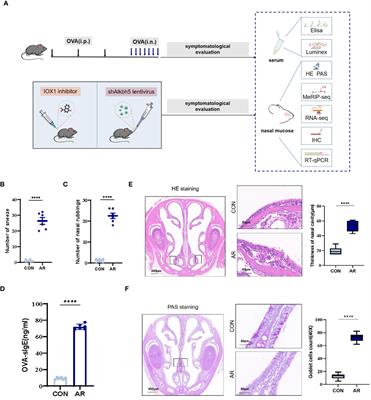 m6A mRNA methylation-mediated MAPK signaling modulates the nasal mucosa inflammatory response in allergic rhinitis